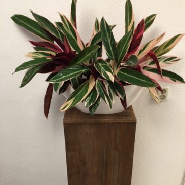 foto-plant